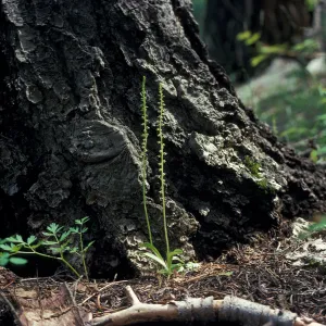 Piperia unacaulescens / unalascensis