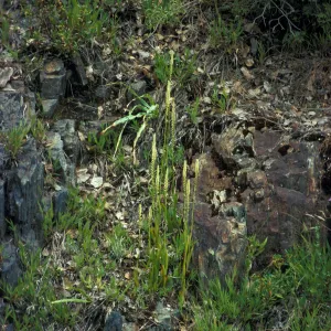 Spiranthes porrifolia habitat