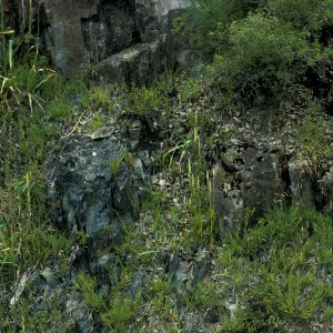 Spiranthes porrifolia habitat