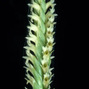 Spiranthes porrifolia