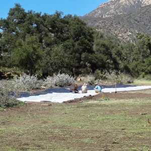 Meadow Revival Project, black versus white plastic mulch test, installation