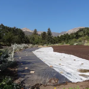 Meadow Revival Project, black versus white plastic mulch test