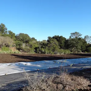 Meadow Revival Project, black versus white plastic mulch test