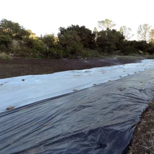 Meadow Revival Project, black versus white plastic mulch test