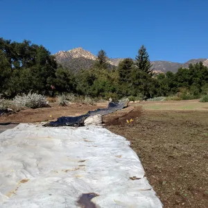 Meadow Revival Project, black versus white plastic mulch test, removing plastic