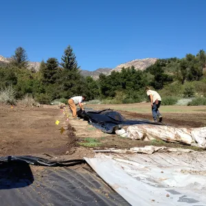 Meadow Revival Project, black versus white plastic mulch test, removing plastic