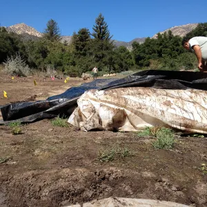 Meadow Revival Project, black versus white plastic mulch test, removing plastic