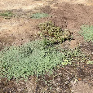 Meadow Revival Project, black versus white plastic mulch test, after plastic removal, weeds that grew under white plastic