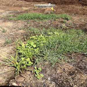 Meadow Revival Project, black versus white plastic mulch test, after plastic removal, weeds that grew under white plastic