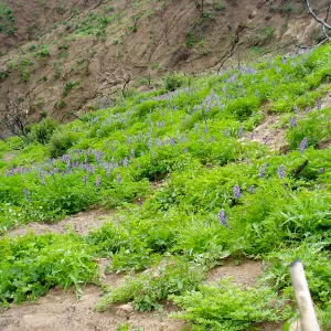 Winchester Canyon After the Gap Fire, emergent vegetative growth