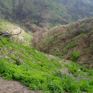 Winchester Canyon After the Gap Fire, emergent vegetative growth