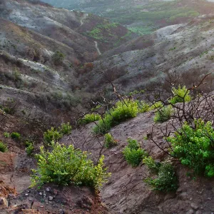 Winchester Canyon After the Gap Fire, emergent vegetative growth