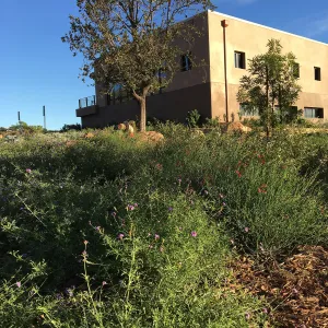 Verbena â€˜de la Mina' and Gambelia â€˜Gran Canon', Island View Garden