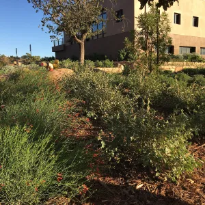 Verbena â€˜de la Mina' and Gambelia â€˜Gran Canon', Island View Garden