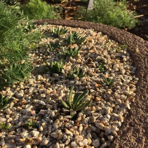 Dudleya nesiotica, Island View Garden