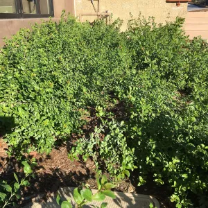 Gambelia speciosa at the Pritzlaff Conservation Center