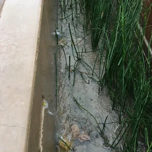 Equisetum in the rill at the PCC Island View Garden