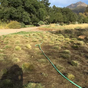 Torch weed abatement in Meadow