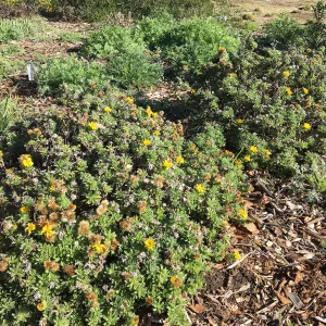 Heterotheca â€˜San Bruno Mtn' in Meadow border