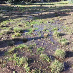 Meadow after rainstorm
