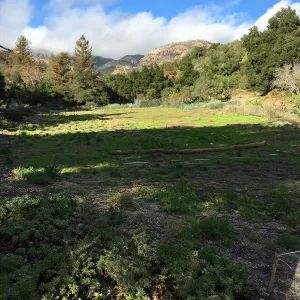 Meadow after rainstorm
