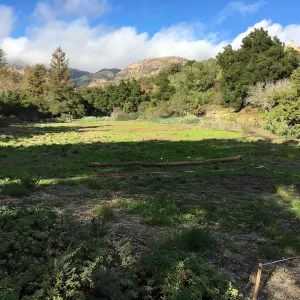 Meadow after rainstorm