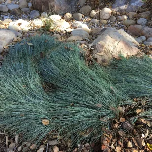 Festuca â€˜Patricks Point' in Home Demonstration Garden