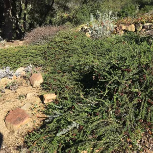 Eriogonum â€˜Bruce Dickinson' in the Meadow View