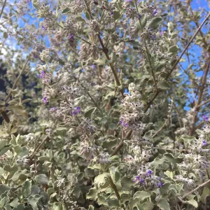 Condea emoryi on Pritzlaff Conservation Center driveway by Garden Growers canyard