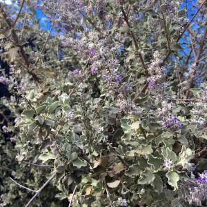 Condea emoryi on Pritzlaff Conservation Center driveway by Garden Growers canyard