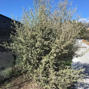 Condea emoryi, east side of Garden Growers Canyard