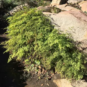 Adiantum capillus-veneris at dripping rock in Manzanita Section