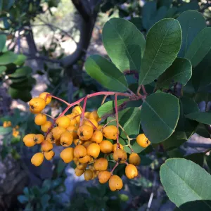close-up of ripe yellow-orange Toyon berries