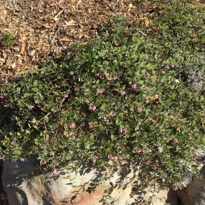 Arctostpahylos â€˜Arroyo Cascade'