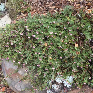 Arctostaphylos â€˜Arroyo Cascade'
