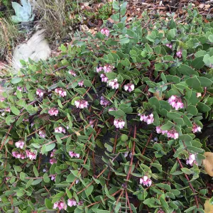 Arctostaphylos â€˜Arroyo Cascade'