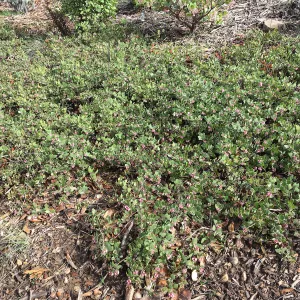 Arctostaphylos â€˜Arroyo Cascade'
