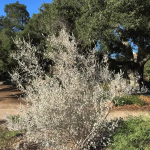 Condea â€˜Silver Lining'