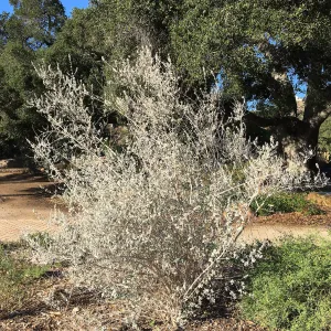 Condea â€˜Silver Lining'