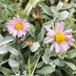 Lessingia â€˜Silver Carpet'