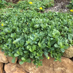 Grindelia â€˜Rays Carpet'