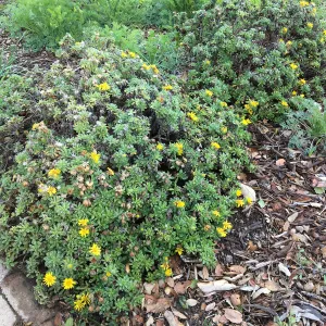 Heterotheca â€˜San Bruno Mtn.'