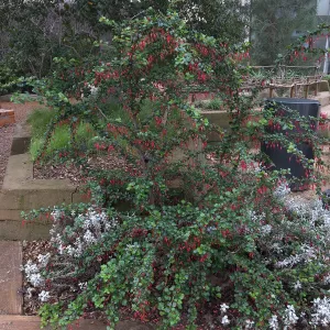 Urban Nature Garden at the Natural History Museum of Los Angeles
