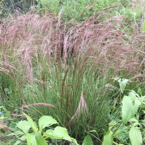 Aristida purpurea at the Urban Nature Garden at the Natural History Museum of Los Angeles