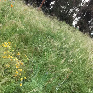 Urban Nature Garden at the Natural History Museum of Los Angeles