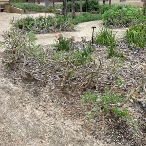 Urban Nature Garden at the Natural History Museum of Los Angeles
