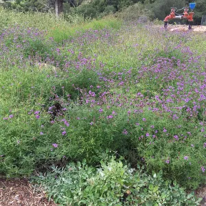 Verbena â€˜de la Mina' at entry to Island View Garden