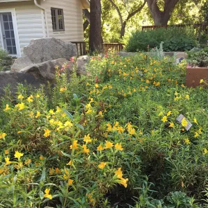 Diplacus at Water Wise Home Garden