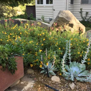 North side of Water Wise Home Garden