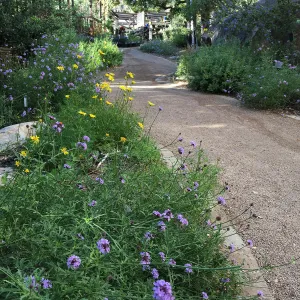 Driveway to Water Wise Home Garden